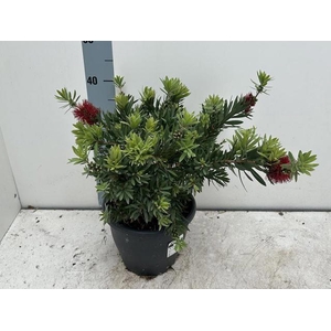 CALLISTEMON CITRINUS
