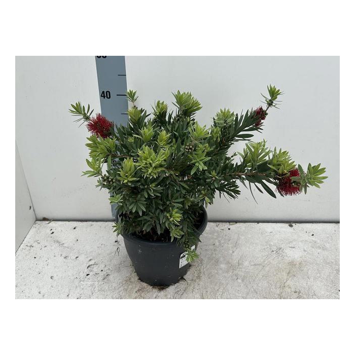 <h4>CALLISTEMON CITRINUS</h4>