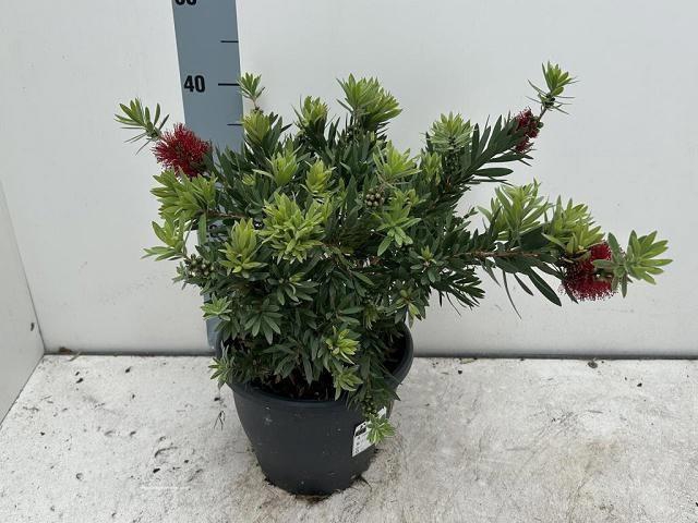 CALLISTEMON CITRINUS