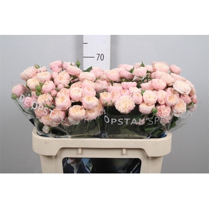 R Tr Royal Blush