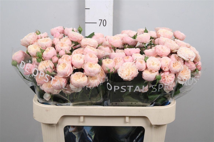 <h4>R Tr Royal Blush</h4>