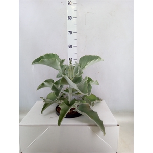Kalanchoe NF beharensis