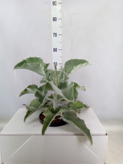 <h4>Kalanchoe NF beharensis</h4>