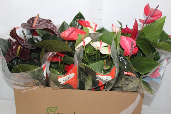 <h4>ANTHURIUM VARIADO P15</h4>