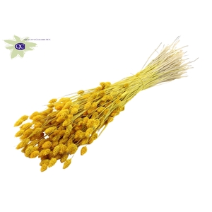 Phalaris per bunch Intense Yellow