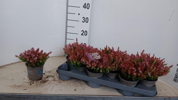 <h4>Erica x darleyensis overig</h4>