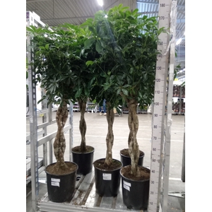 Schefflera arbor. 'Compacta'