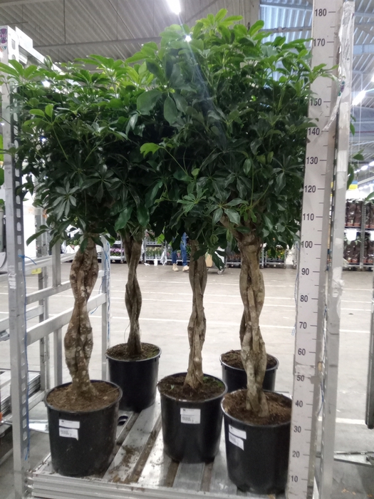 <h4>Schefflera arbor. 'Compacta'</h4>