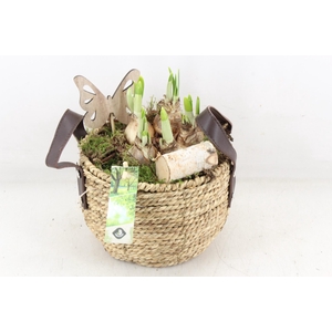 arr4 Narcis JS - Mand oor 338/3