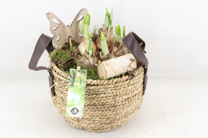 <h4>arr4 Narcis JS - Mand oor 338/3</h4>