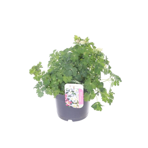 <h4>Aquilegia caer. Spring Magic White</h4>