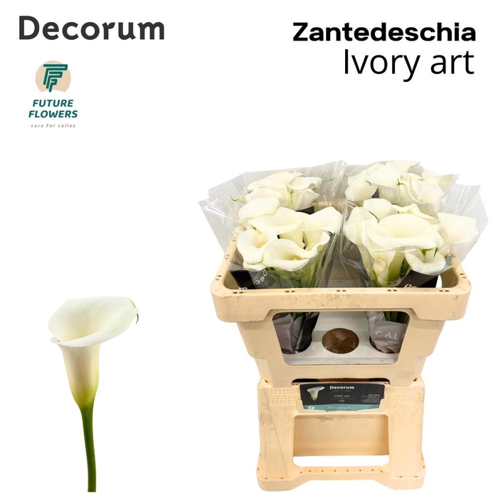 <h4>ZANT IVORY ART</h4>