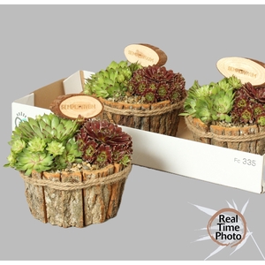 ARR SEMPERVIVUM