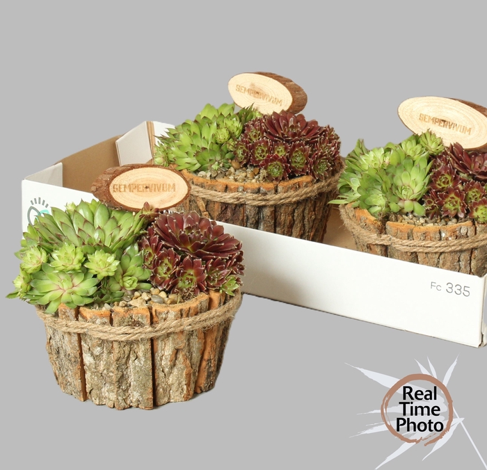 <h4>ARR SEMPERVIVUM</h4>