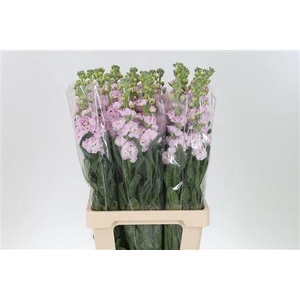 Matth Iron Cherry Blossom