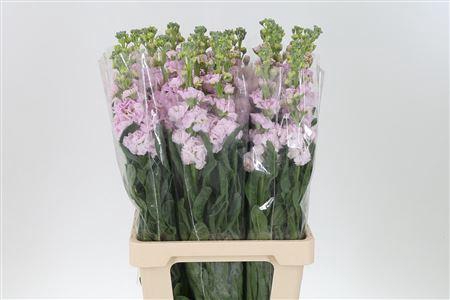 <h4>Matth Iron Cherry Blossom</h4>