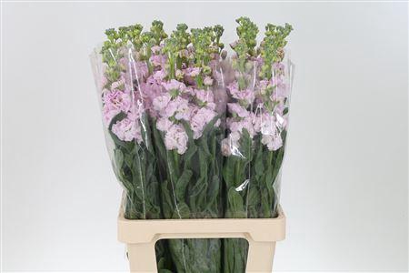 <h4>Matth Iron Cherry Blossom</h4>