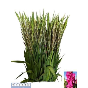 Glad Gr Mystic Magen