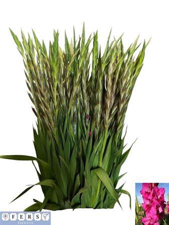 <h4>Glad Gr Mystic Magen</h4>