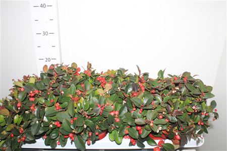 <h4>Gaulth Procumbens</h4>