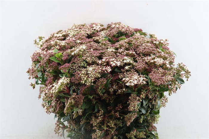 <h4>Viburnum Eve Price Super P Stem</h4>