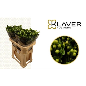 HYP GLOBO APPLEGREEN