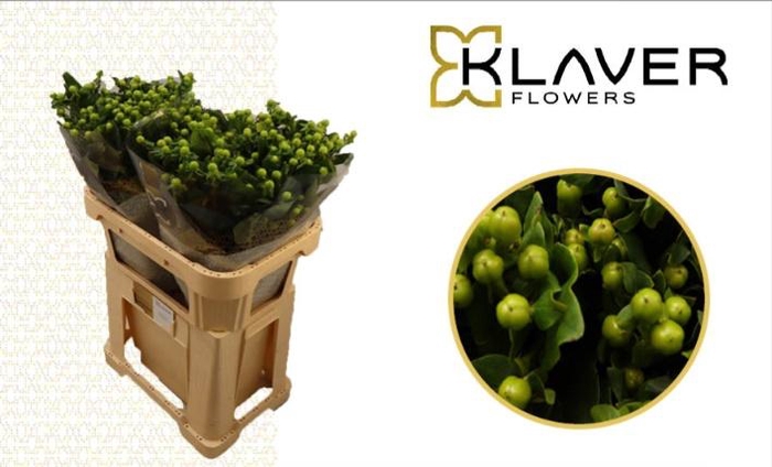 <h4>HYP GLOBO APPLEGREEN</h4>