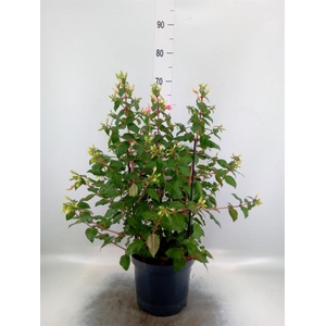Fuchsia  'Walz Jubelteen'