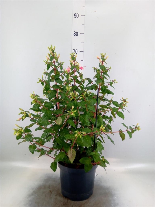 <h4>Fuchsia  'Walz Jubelteen'</h4>