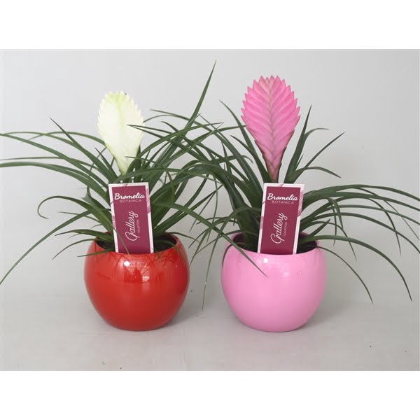 <h4>Tillandsia cyanea Anita en Biancini in roze en rode bolpot</h4>