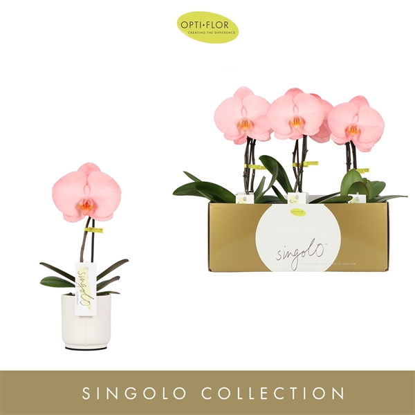 <h4>Singolo Aquarello Flamingo in Lazio White</h4>