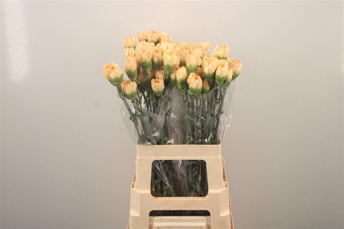 <h4>Di St Minami Peach</h4>