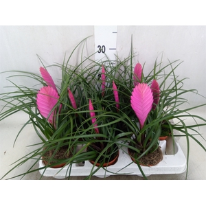Tillandsia cyanea 'Vincent'