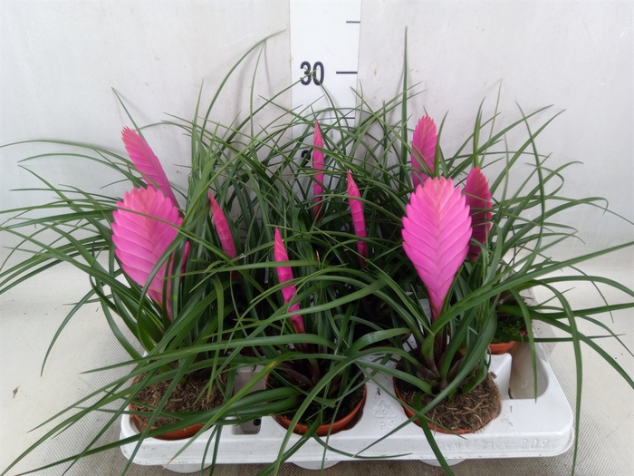 <h4>Tillandsia cyanea 'Vincent'</h4>
