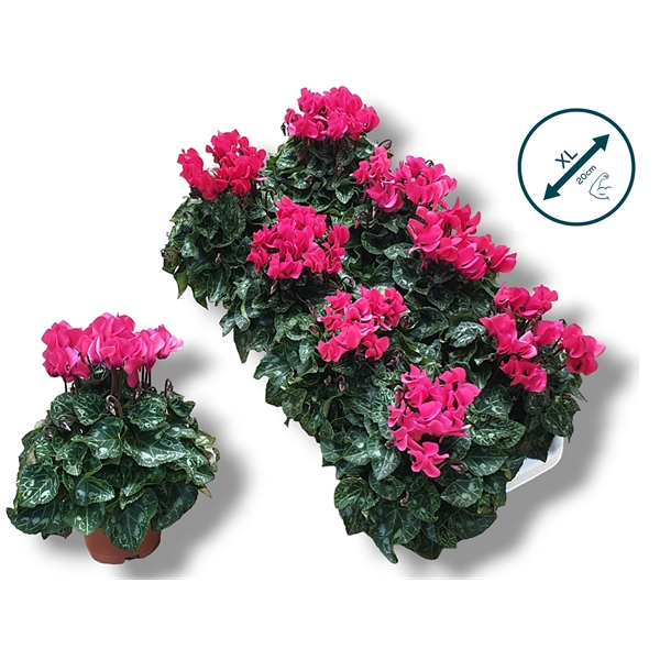 <h4>Cyclaam-ROZE</h4>