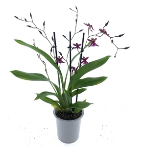 ONCIDIUM OV