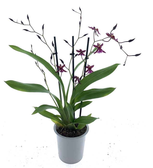 <h4>ONCIDIUM OV</h4>