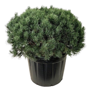 Pinus sylv. 'Watereri'