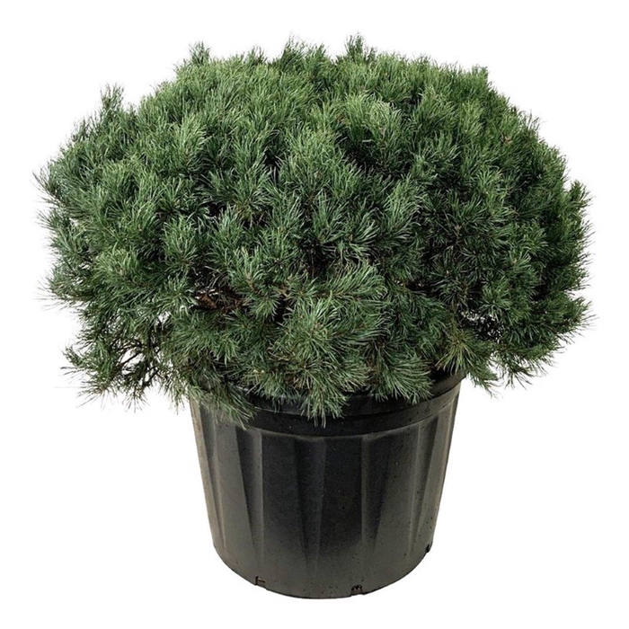 <h4>Pinus sylv. 'Watereri'</h4>