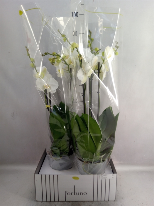 <h4>Phalaenopsis   ...white</h4>