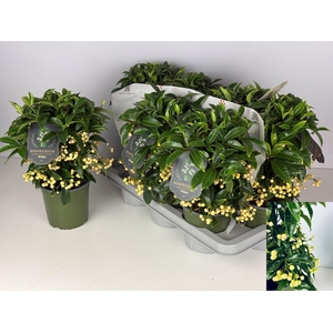 ARDIS CR BOS PR WHIT