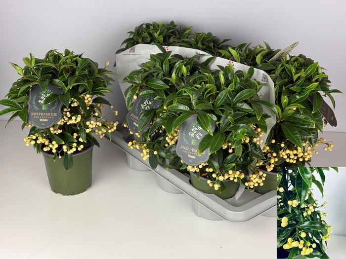 <h4>ARDIS CR BOS PR WHIT</h4>