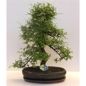 Zelkova parvifolia, 43cm., shape, with driptray