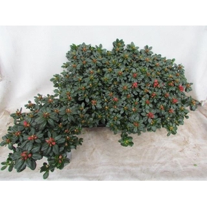 RHODO SI GLASERTYP 9