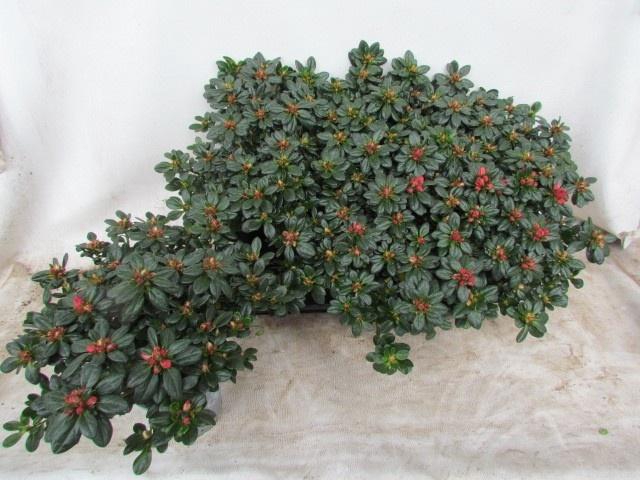 <h4>RHODO SI GLASERTYP 9</h4>