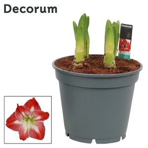 Hippeastrum Multiflora Exotic Striped 6/7 Steel (Decorum)