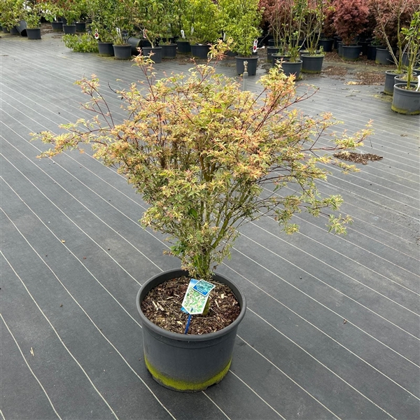 <h4>Acer pal. 'Butterfly'</h4>
