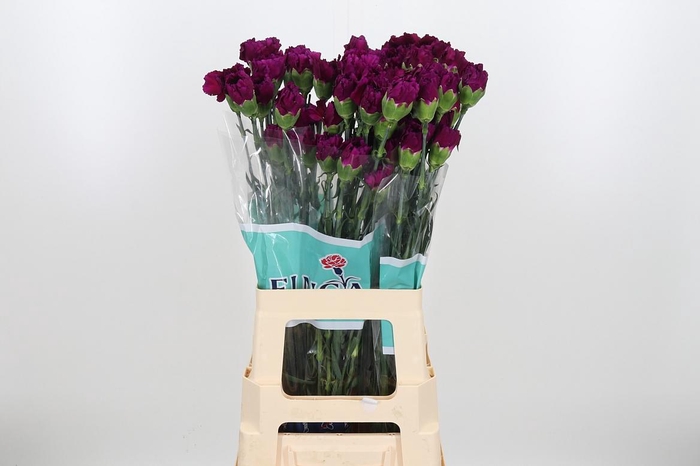 <h4>Di St Zafiro</h4>