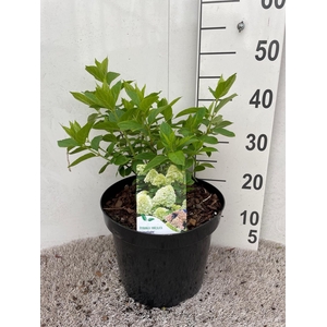 Hydrangea pan. Limelight 50-60 cm struik P26 C7,5