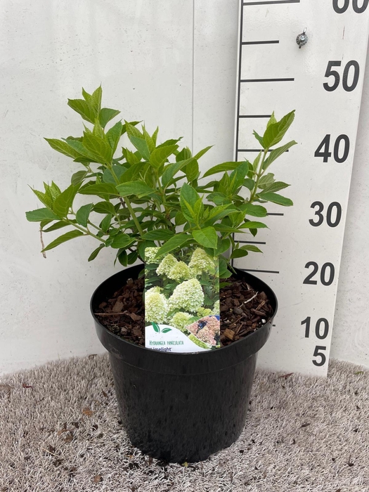 <h4>Hydrangea pan. Limelight 50-60 cm struik P26 C7,5</h4>